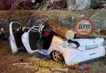 В Киеве дерево раздавило иномарку: водитель погиб на месте