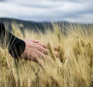 Битва за урожай: смогут ли в Украине провести посевную