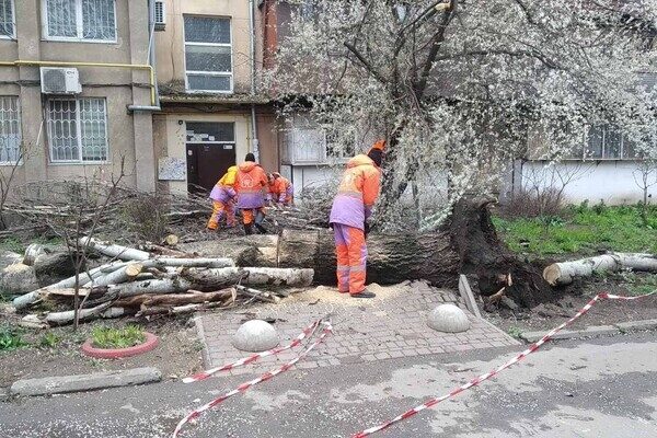 В Одессе упавшее дерево повредило женщине ноги В Одессе упавшее дерево повредило женщине ноги