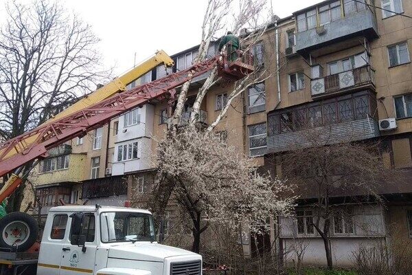 В Одессе упавшее дерево повредило женщине ноги В Одессе упавшее дерево повредило женщине ноги