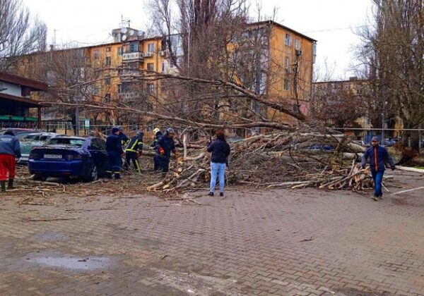 В Одессе упавшее дерево повредило женщине ноги В Одессе упавшее дерево повредило женщине ноги