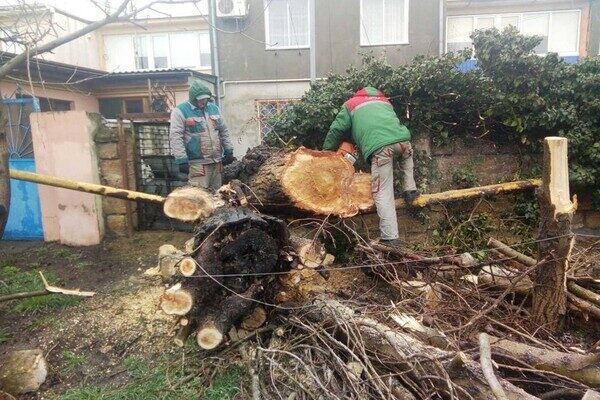 В Одессе упавшее дерево повредило женщине ноги В Одессе упавшее дерево повредило женщине ноги