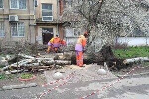 В Одессе упавшее дерево повредило женщине ноги В Одессе упавшее дерево повредило женщине ноги
