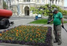 Возле Оперного в Одессе высадили экзотическое растение