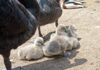 В Одесском зоопарке у пары черных лебедей появилось пополнение