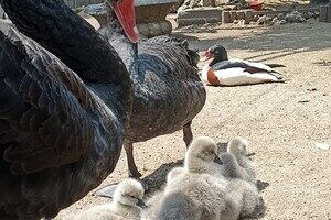 В Одесском зоопарке у пары черных лебедей появилось пополнение В Одесском зоопарке у пары черных лебедей появилось пополнение