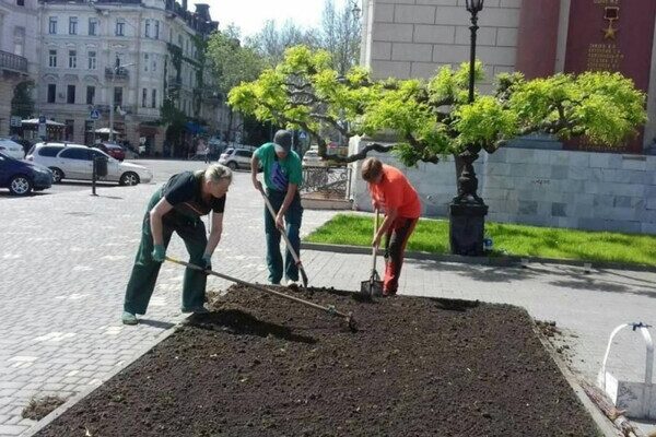 Возле Оперного в Одессе высадили экзотическое растение Возле Оперного в Одессе высадили экзотическое растение