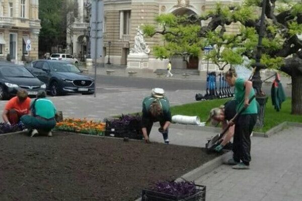 Возле Оперного в Одессе высадили экзотическое растение Возле Оперного в Одессе высадили экзотическое растение