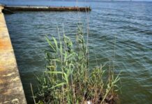 Свежий мониторинг воды в Одессе: что обнаружили и можно ли купаться в море
