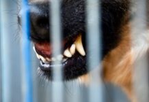 В Одесской области бойцовский пес загрыз насмерть свою хозяйку на глазах у ребенка