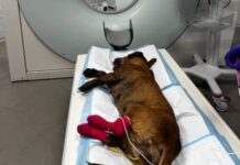 Положили в пасть петарду: в Одессе неизвестные покалечили собаку