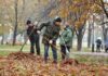 Чи все листя можна компостувати: деякі дерева створять проблеми