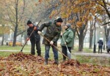 Чи все листя можна компостувати: деякі дерева створять проблеми