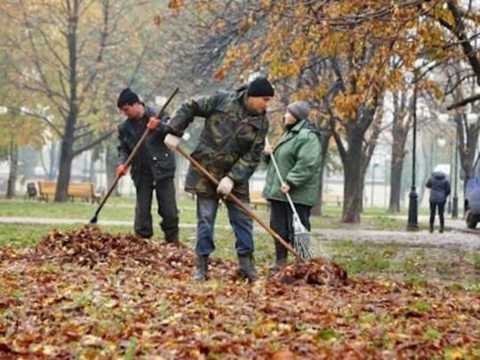 Чи все листя можна компостувати: деякі дерева створять проблеми