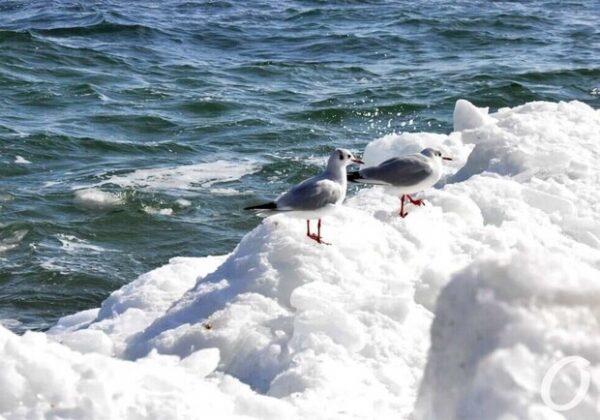 Ожидаются морозы: какая погода будет в Одессе на следующей неделе Ожидаются морозы: какая погода будет в Одессе на следующей неделе