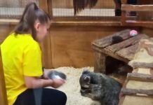Содержание енота в контактном зоопарке в Одессе: что говорят экоинспекторы