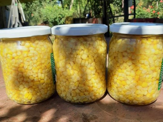 Консервуємо вдома кукурудзу: дуже простий та смачний рецепт
