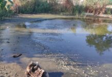 Замор рыбы и смрад в водоеме в Одесской области: что показали анализы