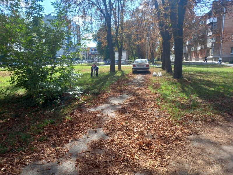 Гроші з дерева: як українці заробляють на каштанах