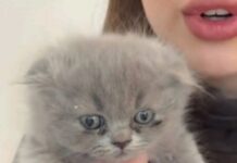 Гибель двух котят в одном из заведений Одессы: дело расследует полиция